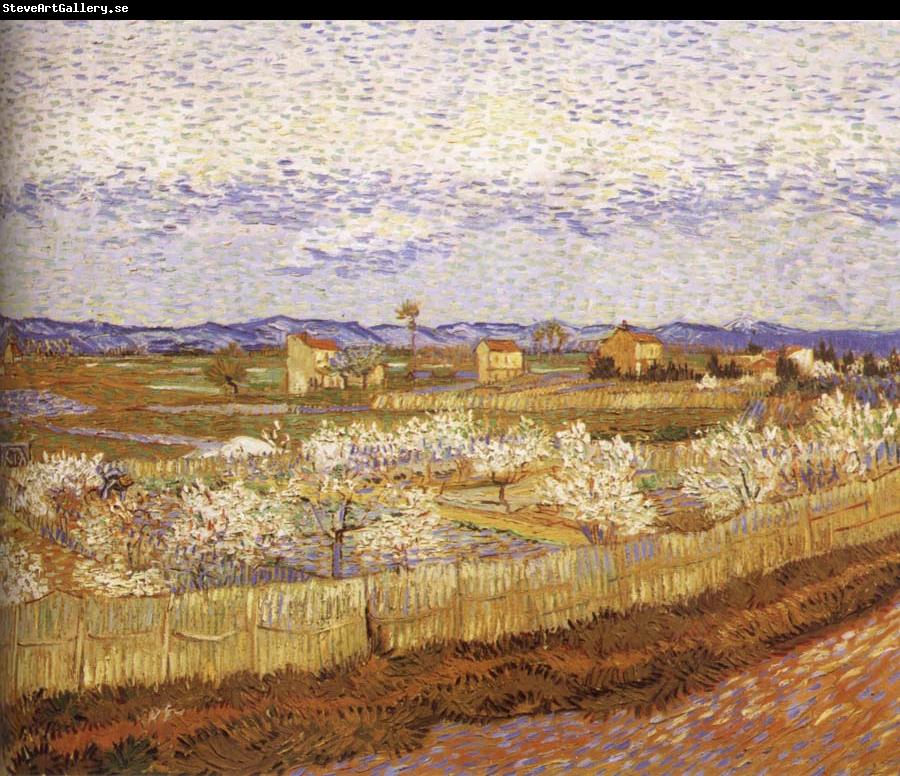 Vincent Van Gogh Blooming peach